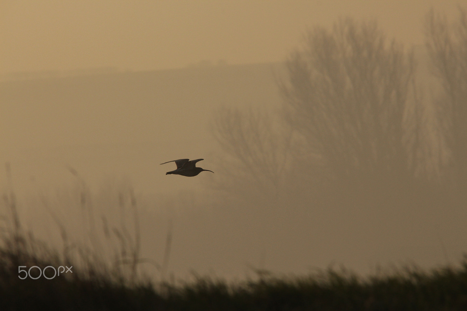 Sigma 150-500mm F5-6.3 DG OS HSM sample photo. Curlew photography