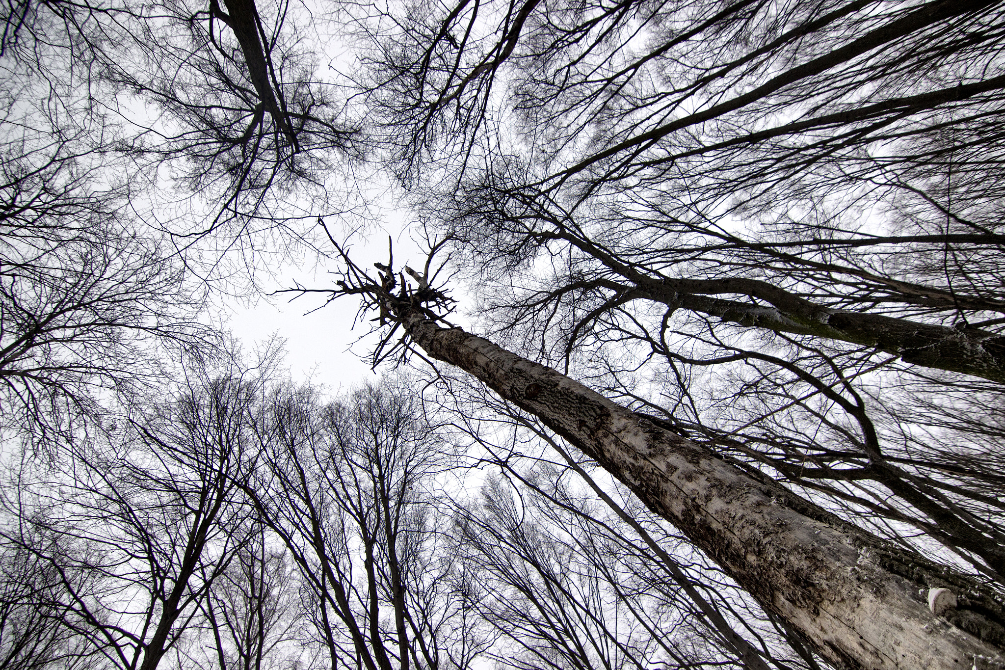 Canon EOS 600D (Rebel EOS T3i / EOS Kiss X5) sample photo. The gloomy trees photography