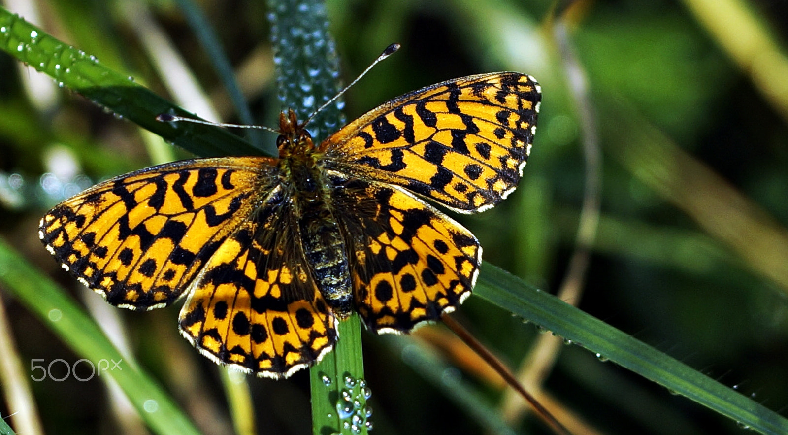 Sony SLT-A57 + 90mm F2.8 Macro SSM sample photo. Violet fritillary photography