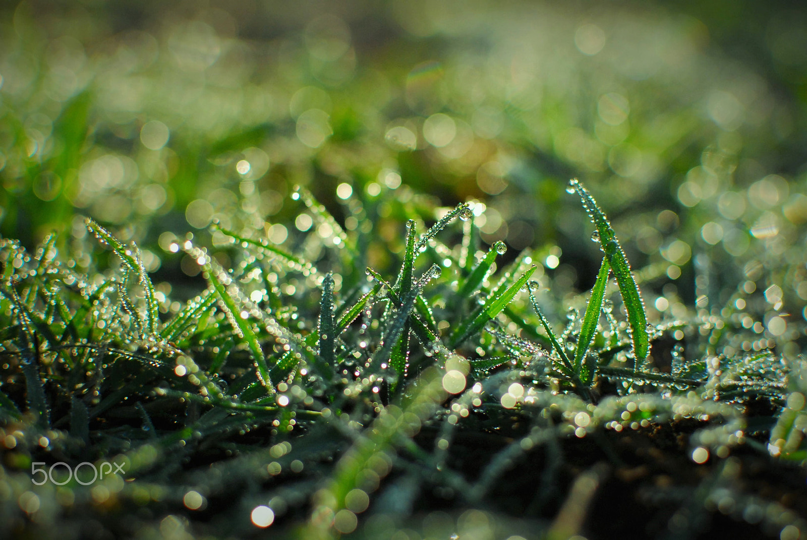 Nikon D80 + Nikon AF-S DX Nikkor 35mm F1.8G sample photo. Morning bokeh photography