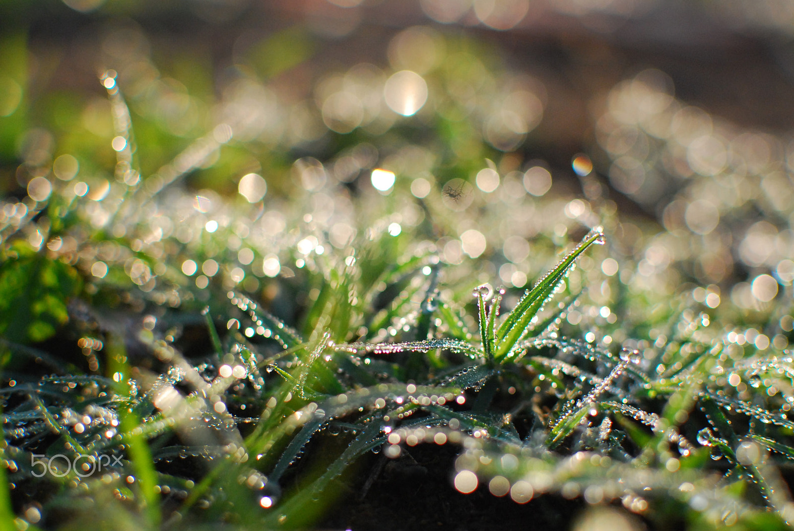 Nikon D80 + Nikon AF-S DX Nikkor 35mm F1.8G sample photo. Morning bokeh photography