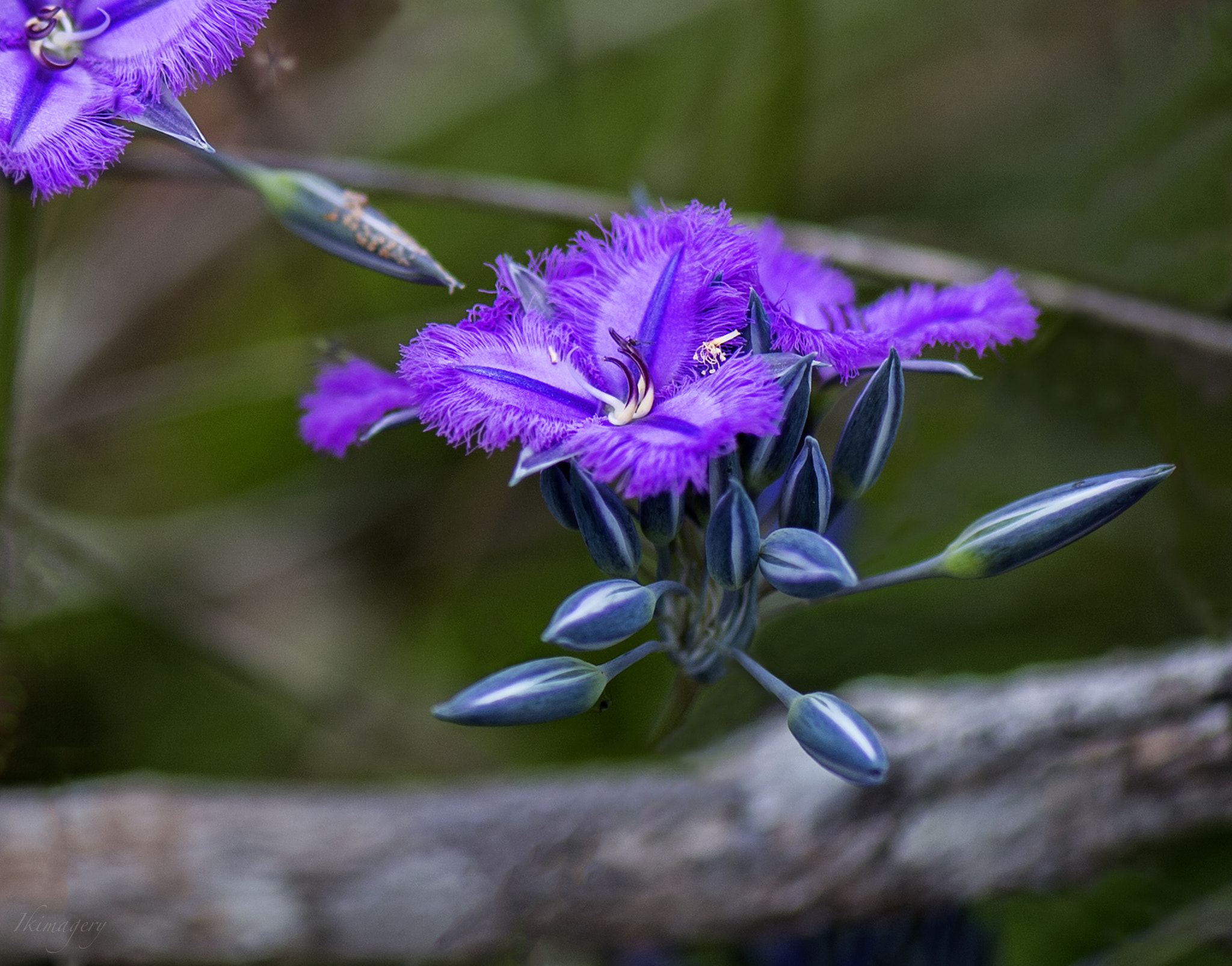 Nikon AF-S Micro-Nikkor 105mm F2.8G IF-ED VR sample photo. Into the country branching fringe lily photography