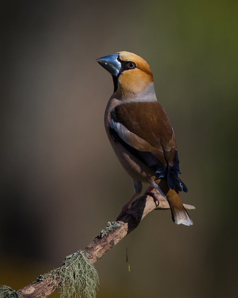Canon EOS-1D X + Canon EF 500mm F4L IS USM sample photo. Hawfinch photography