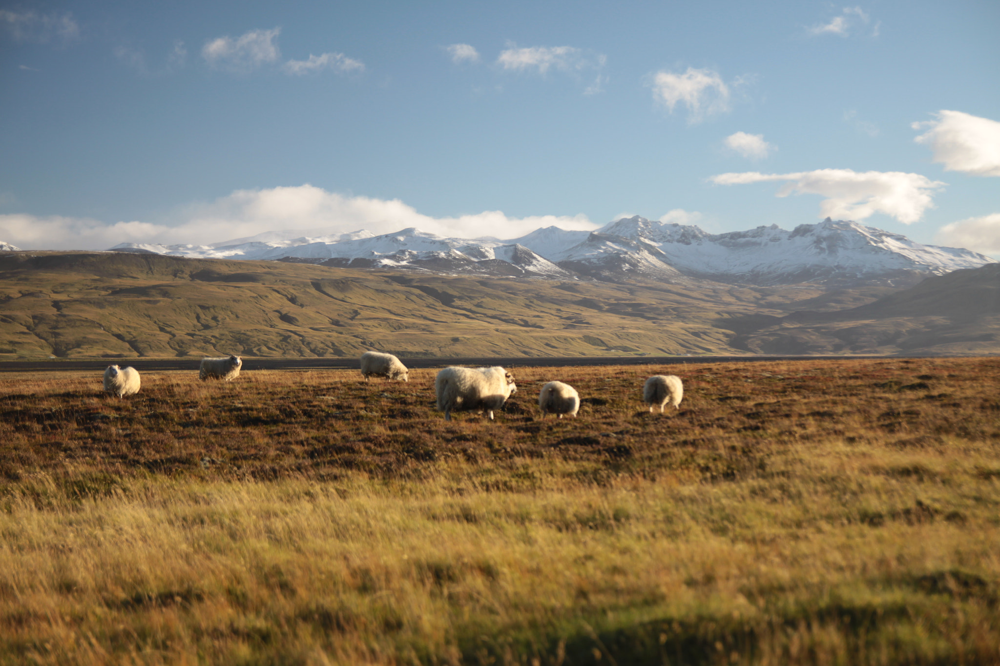 Canon EOS 50D + Sigma 18-50mm f/2.8 Macro sample photo. Iceland photography