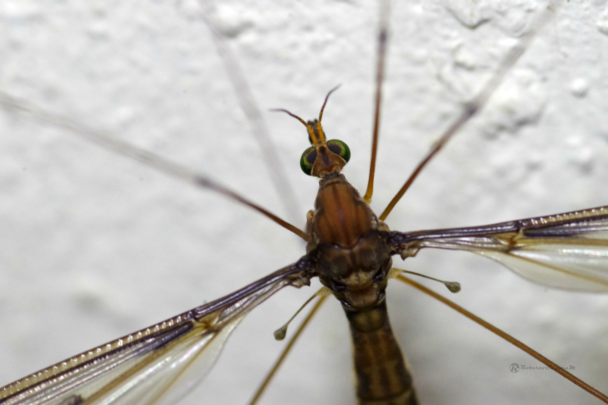Pentax smc D-FA 100mm F2.8 Macro WR sample photo. El zancudo photography