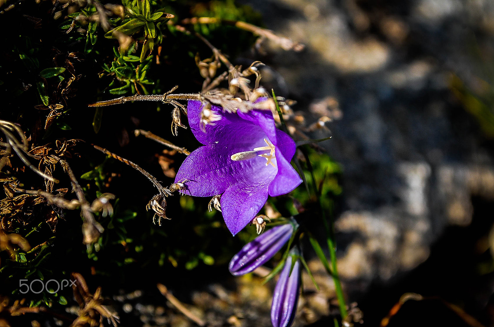 Nikon D40 sample photo. Purple flower photography