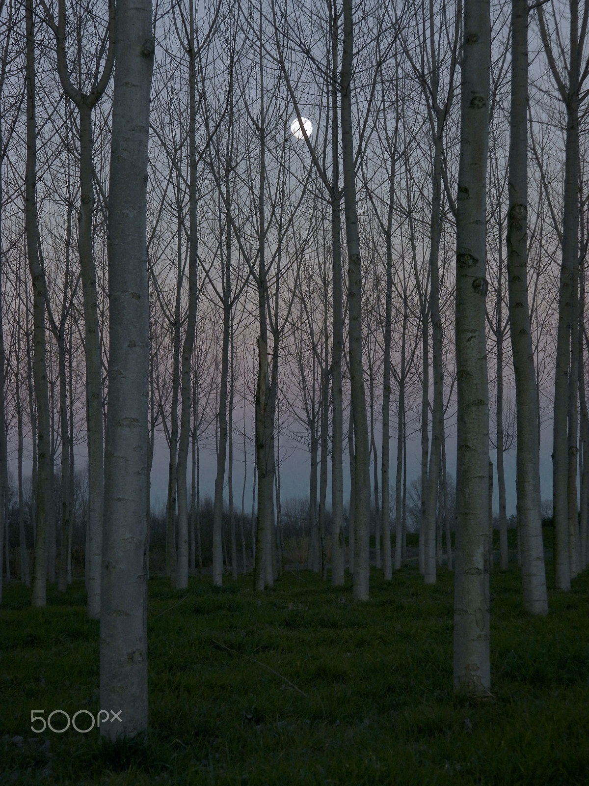 Olympus SP-620UZ sample photo. Moonlight in the woods photography