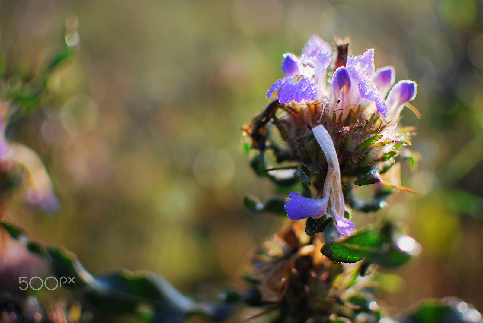 Nikon D80 sample photo. Morning bokeh photography