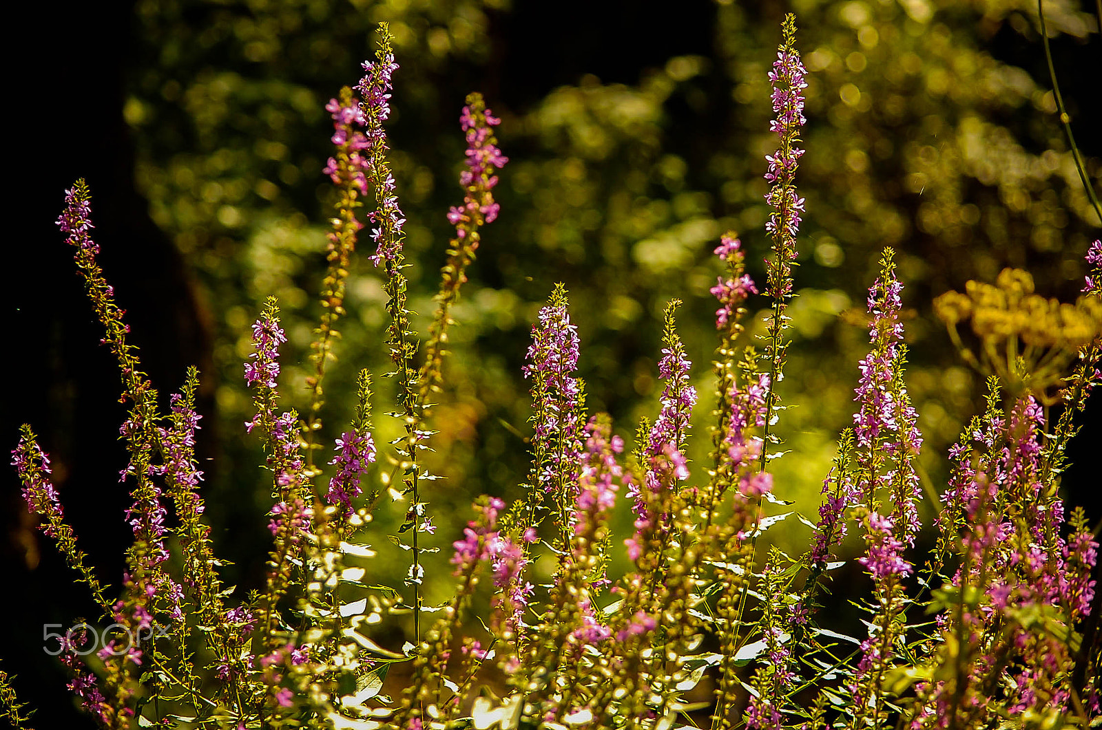 Nikon D40 sample photo. Beautiful pink flowers photography
