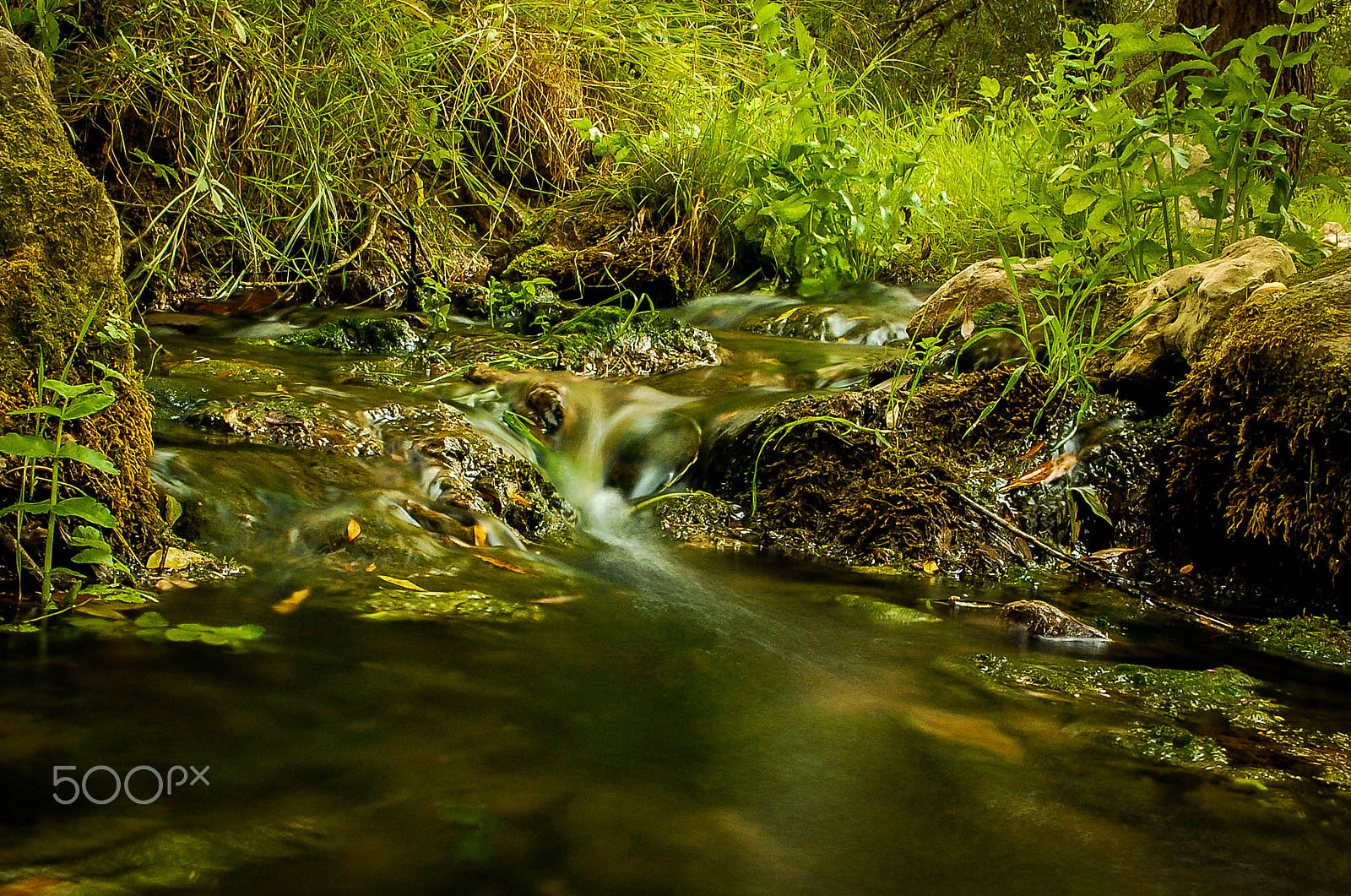 Nikon D40 sample photo. Green riverside photography