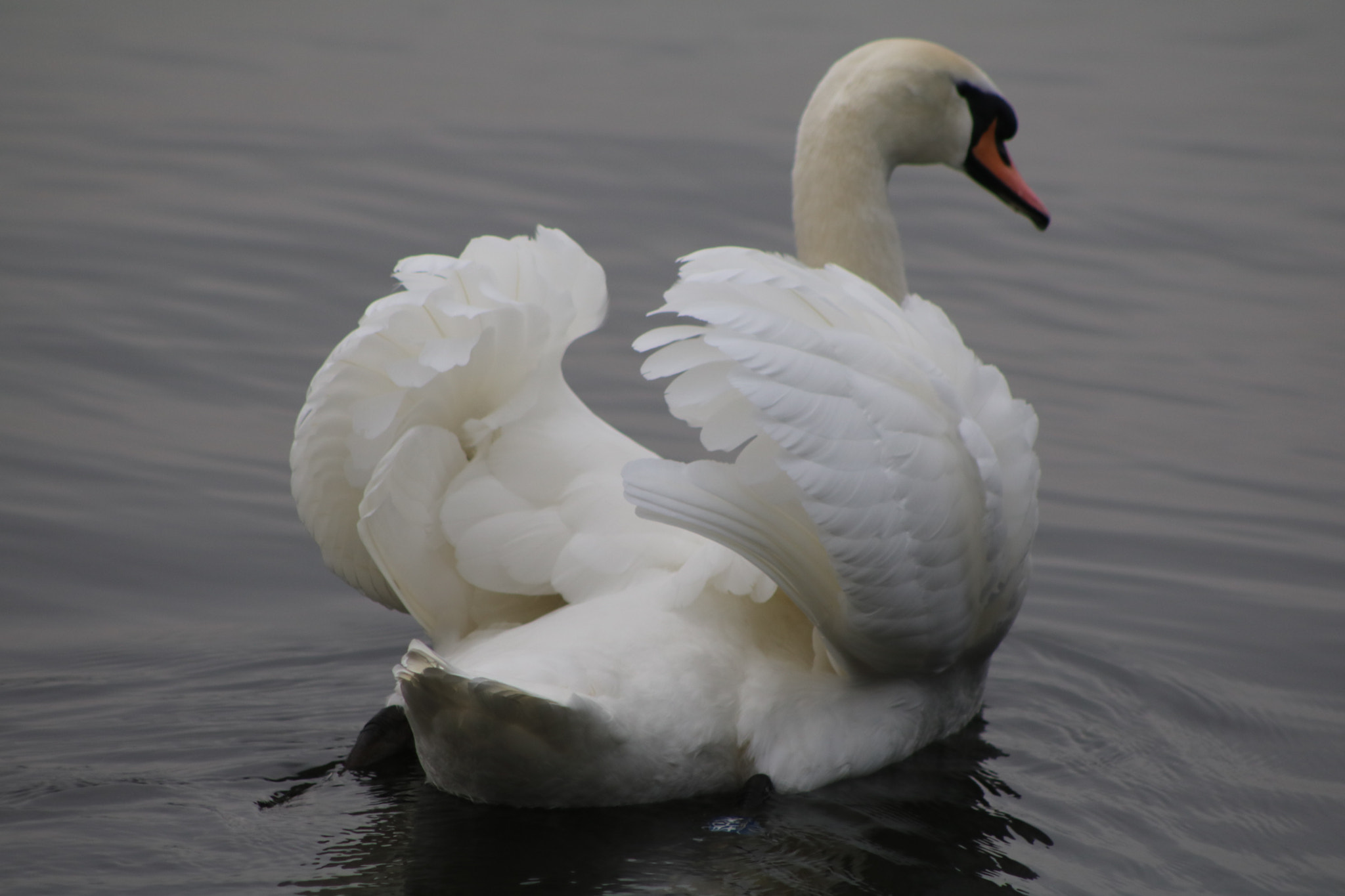 Canon EOS 750D (EOS Rebel T6i / EOS Kiss X8i) + EF75-300mm f/4-5.6 sample photo. Img photography