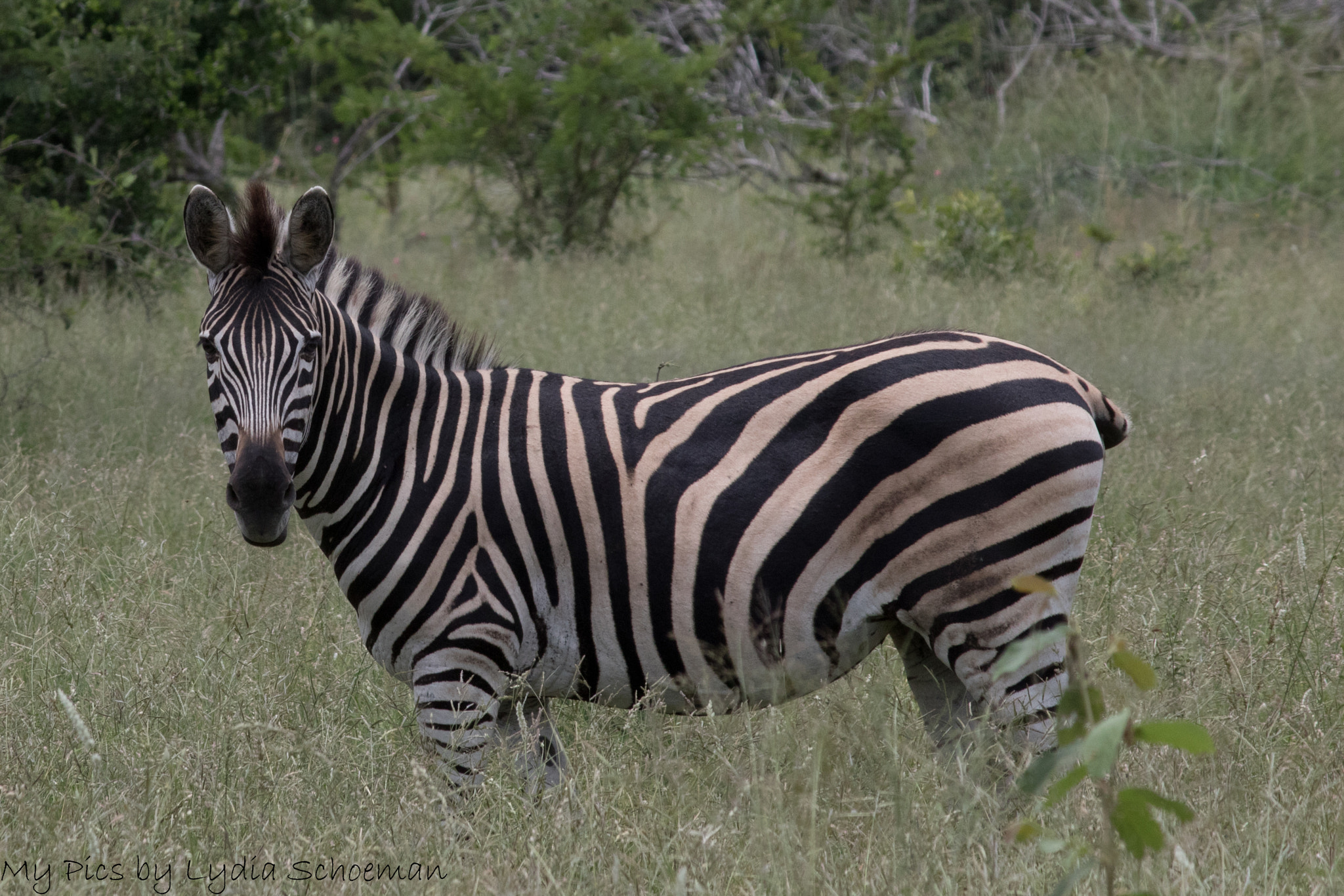 Canon EF-S 55-250mm F4-5.6 IS II sample photo. Zebra photography
