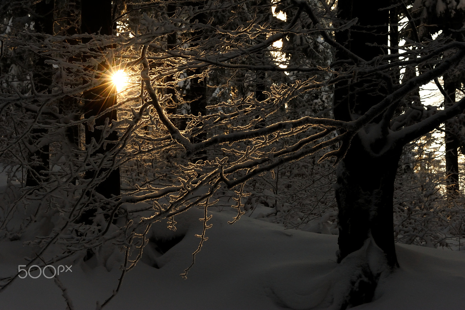 Nikon D3 sample photo. Star in the forest photography