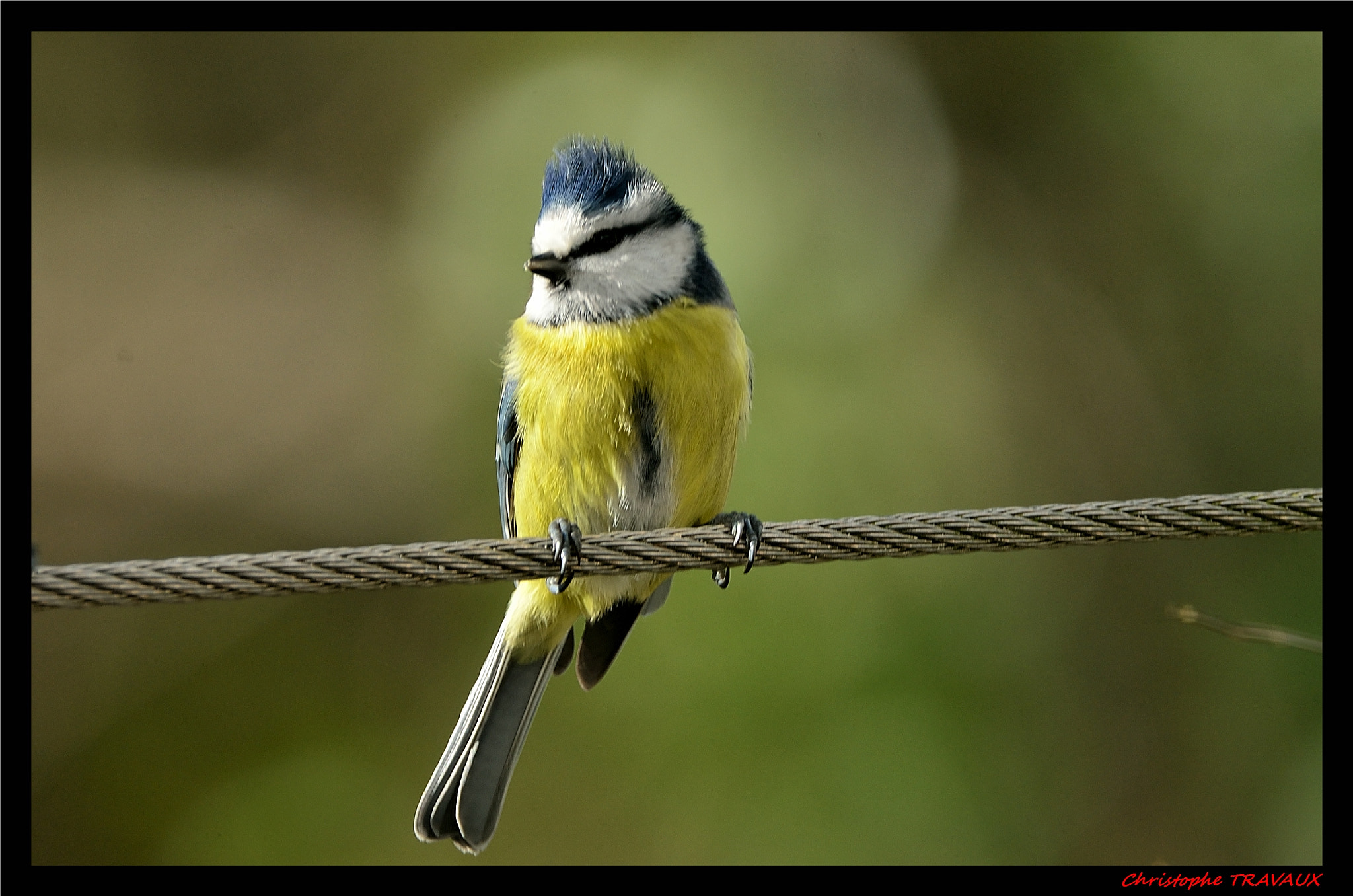 Sigma 150-600mm F5-6.3 DG OS HSM | C sample photo. Gf photography