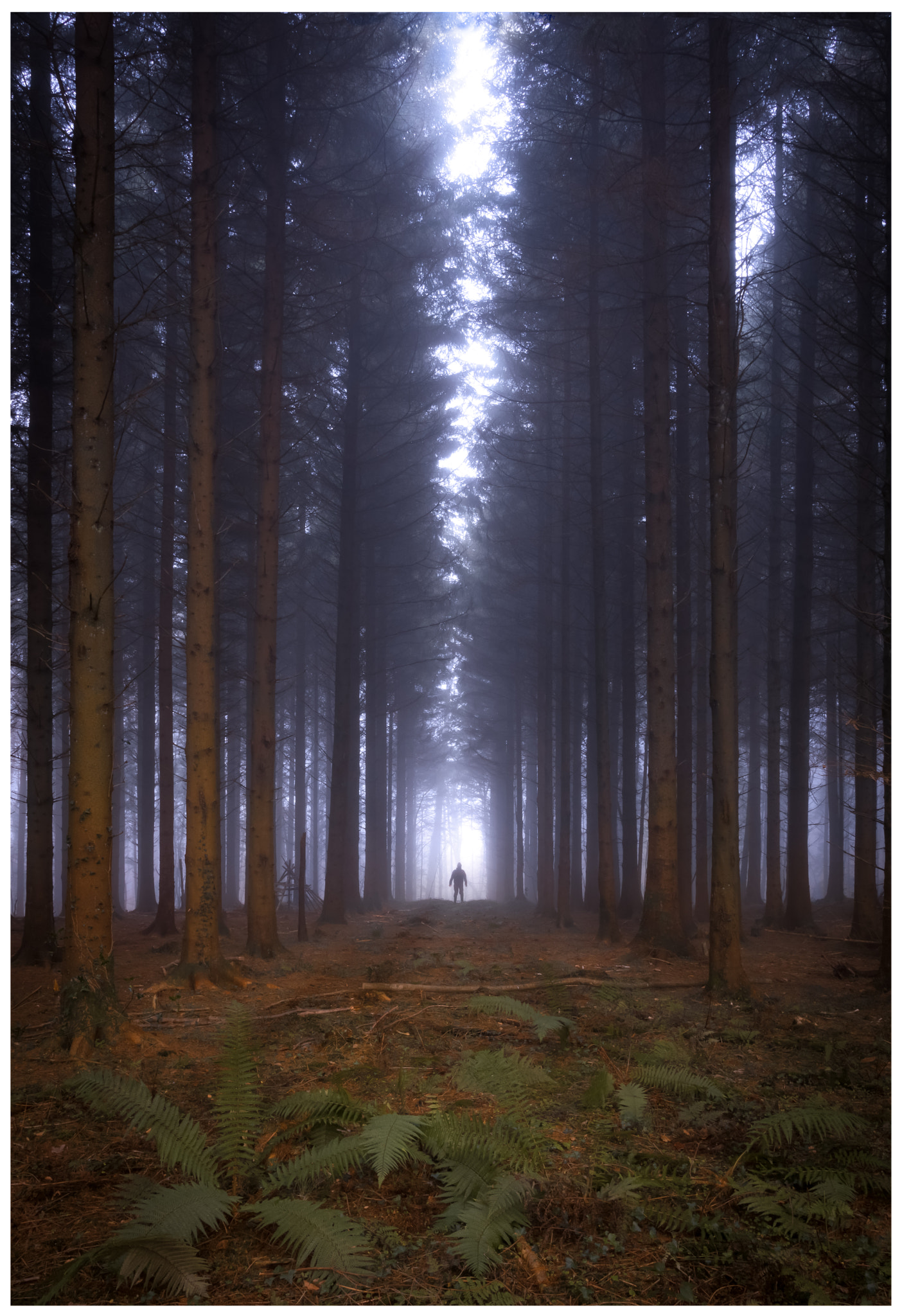Canon EOS 760D (EOS Rebel T6s / EOS 8000D) sample photo. X files ??? photography