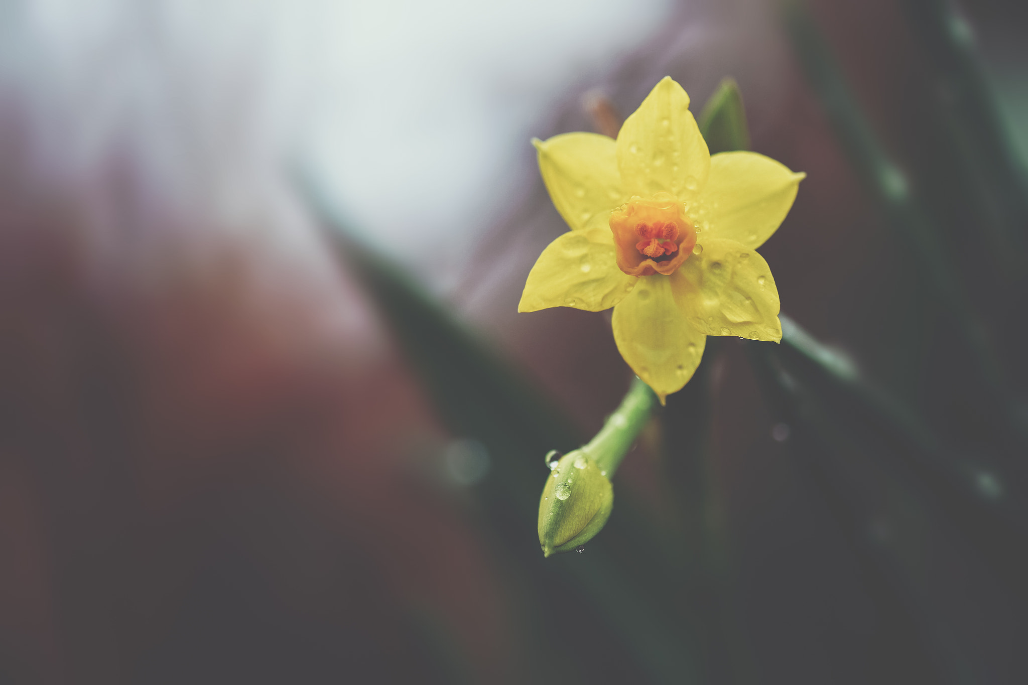 Fujifilm X-T1 + Fujifilm XF 60mm F2.4 R Macro sample photo. *** photography