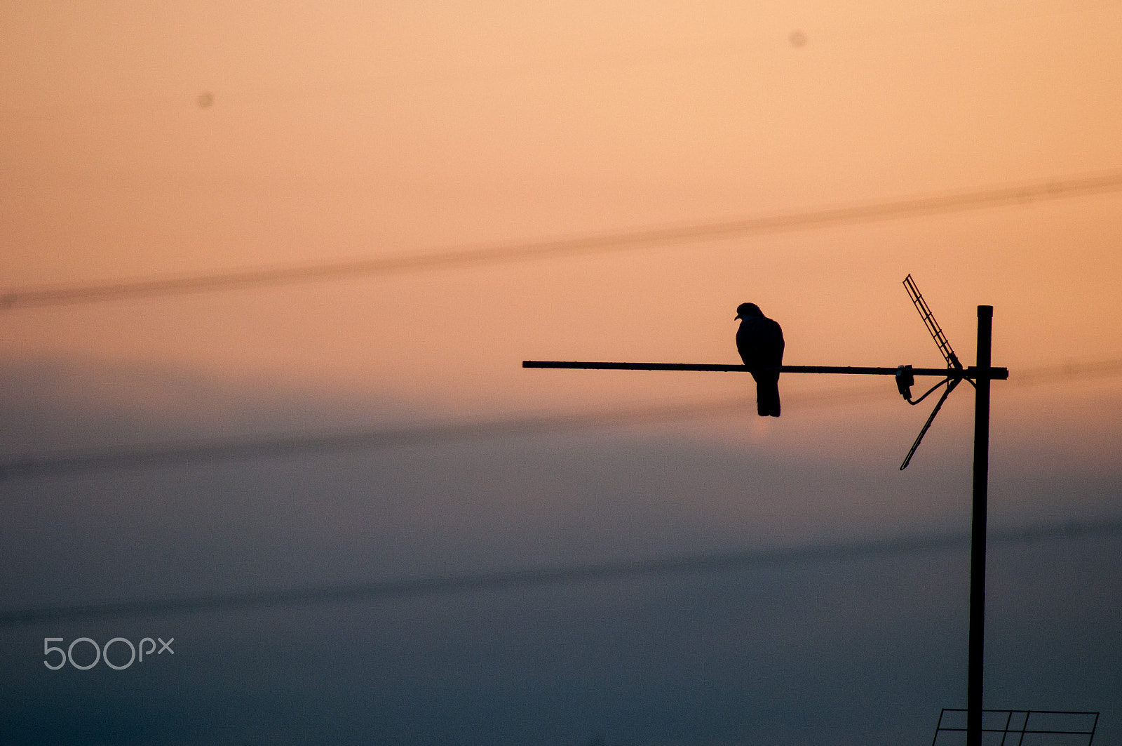 Nikon D5000 sample photo. This morning i'm free. photography