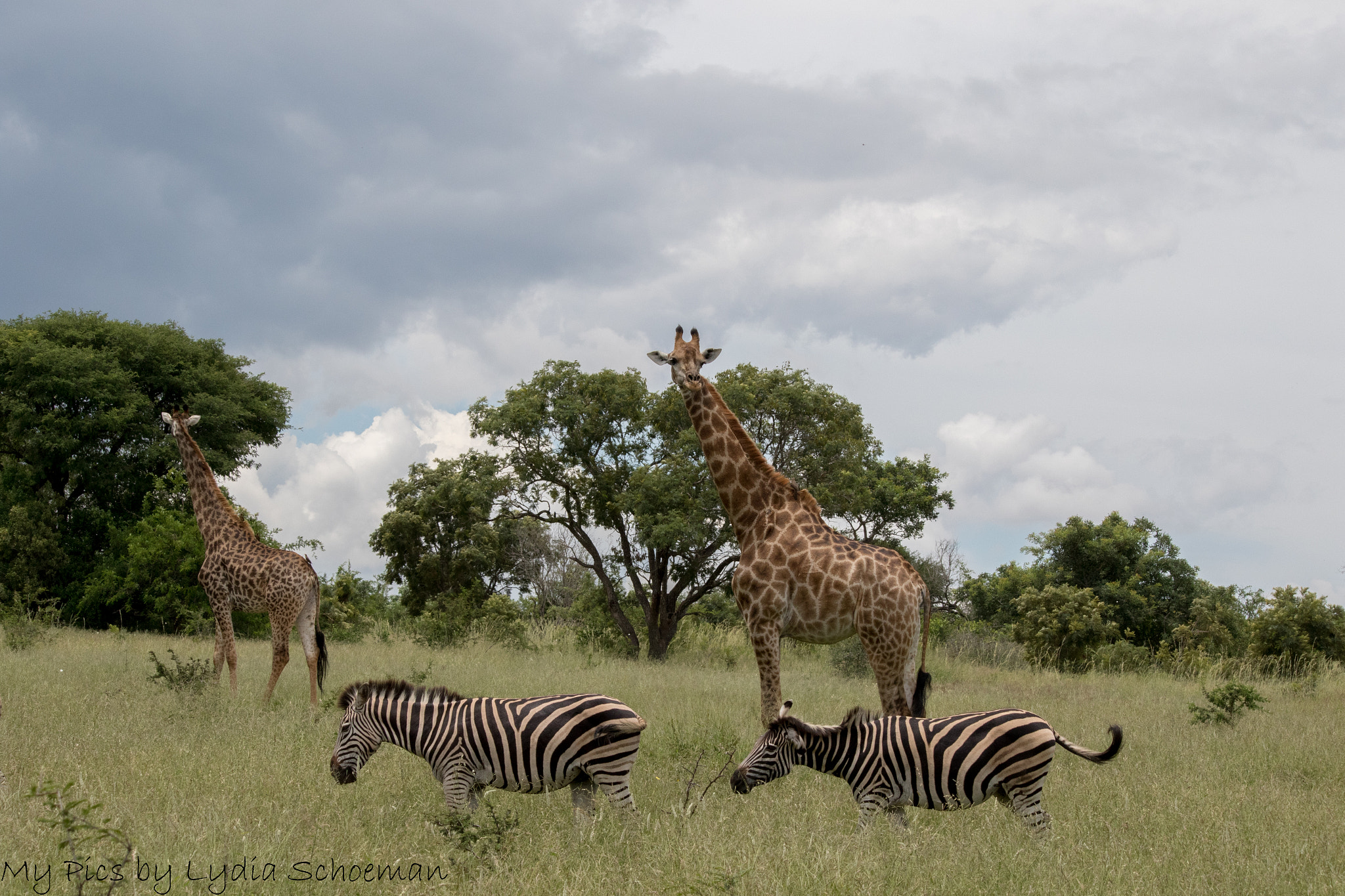 Canon EF-S 55-250mm F4-5.6 IS II sample photo. Zebra & giraffe photography