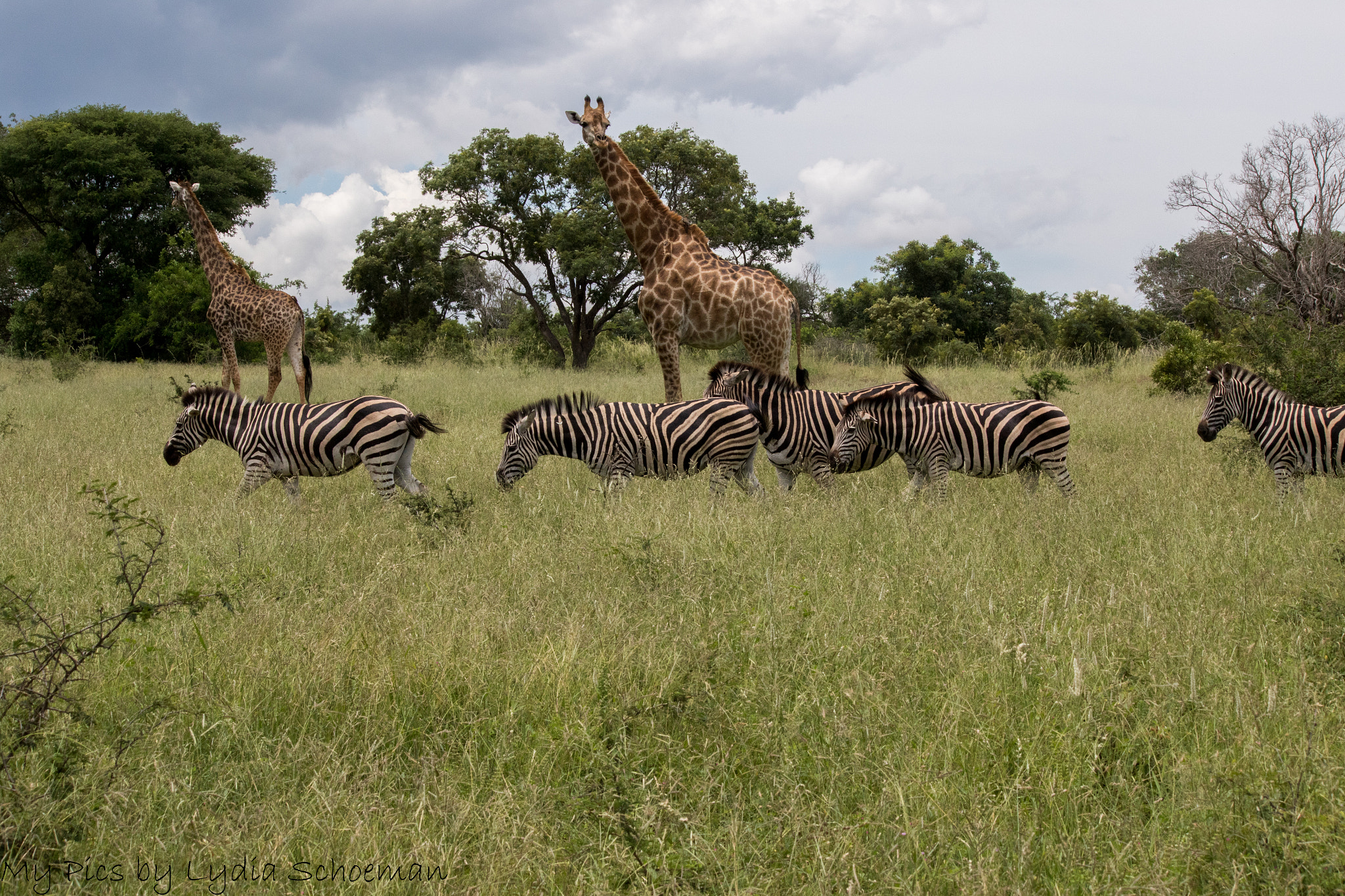 Canon EF-S 55-250mm F4-5.6 IS II sample photo. Zebra & giraffe photography