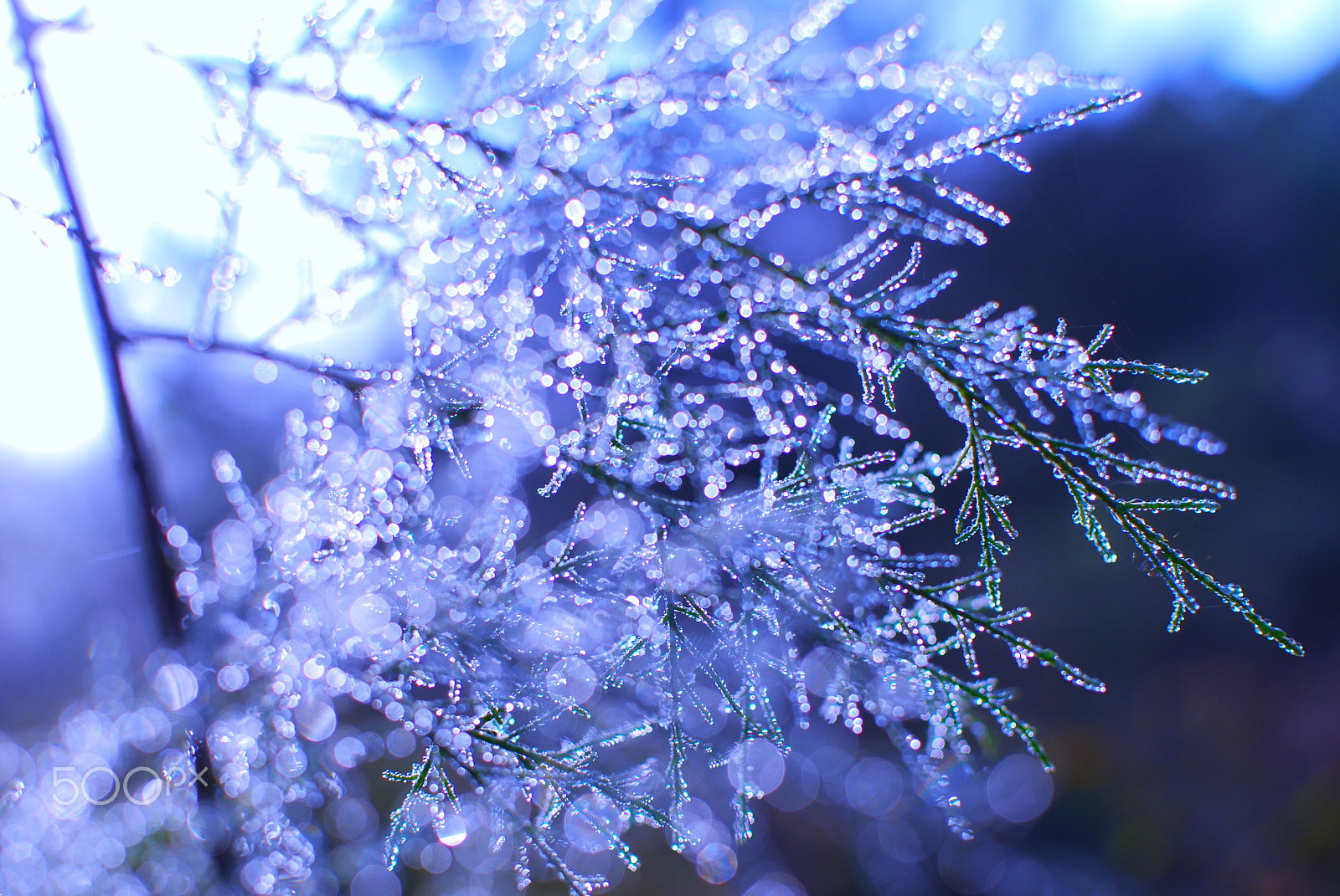 Nikon D80 + Nikon AF-S DX Nikkor 35mm F1.8G sample photo. Dsc_0260_1.jpg photography