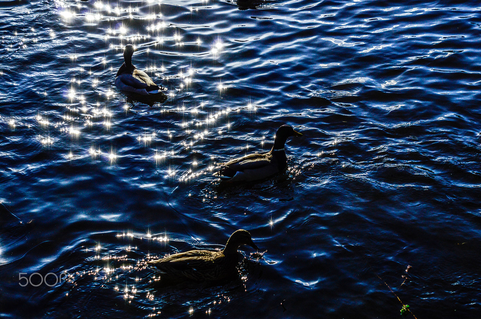 Nikon D3200 sample photo. Water stars photography