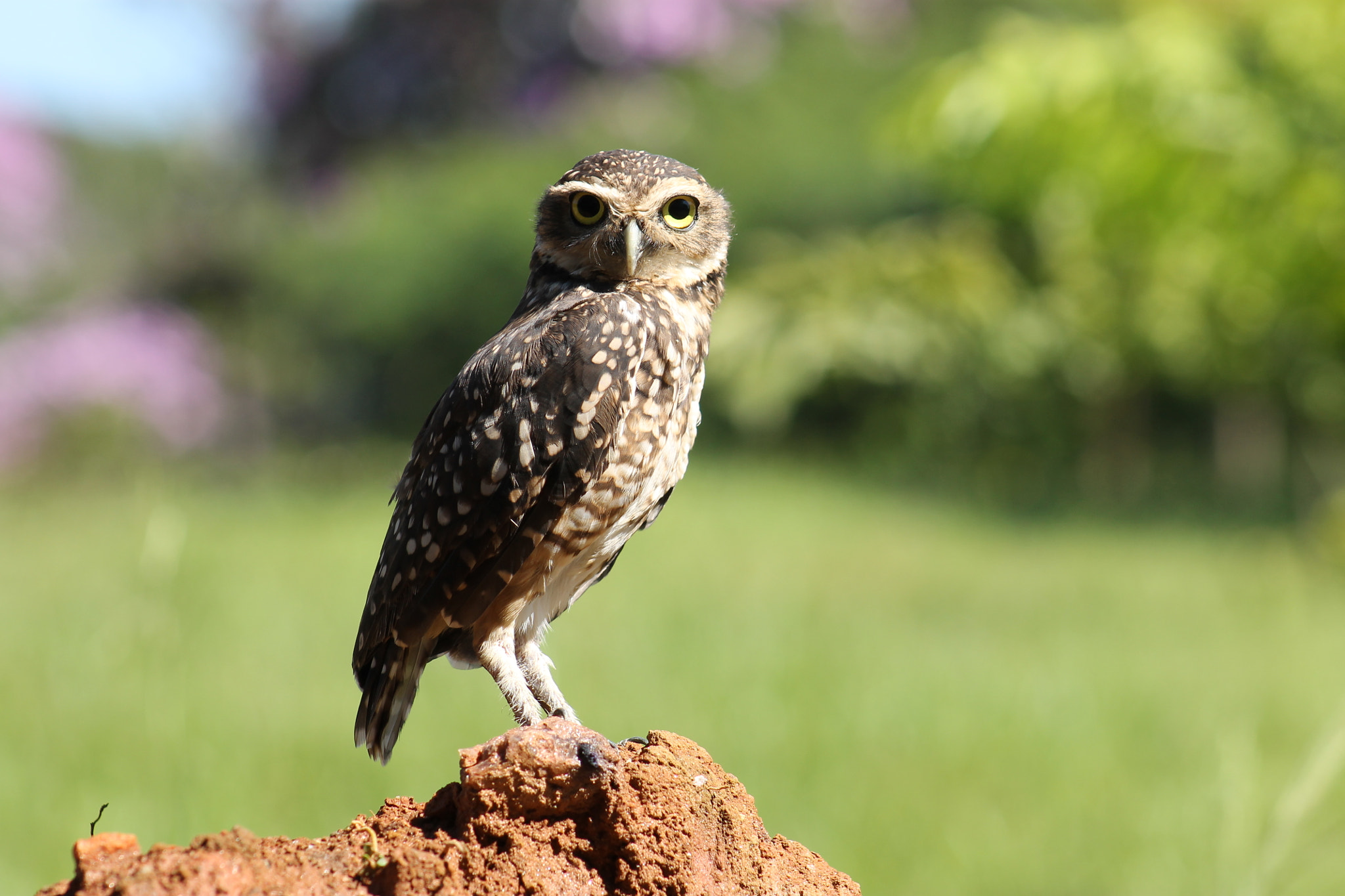 Canon EF 75-300mm f/4-5.6 USM sample photo. Burrowing owl photography