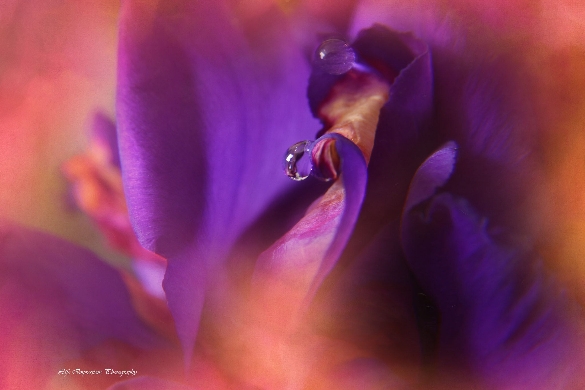 Canon EF-S 17-85mm F4-5.6 IS USM sample photo. Shades of purple photography