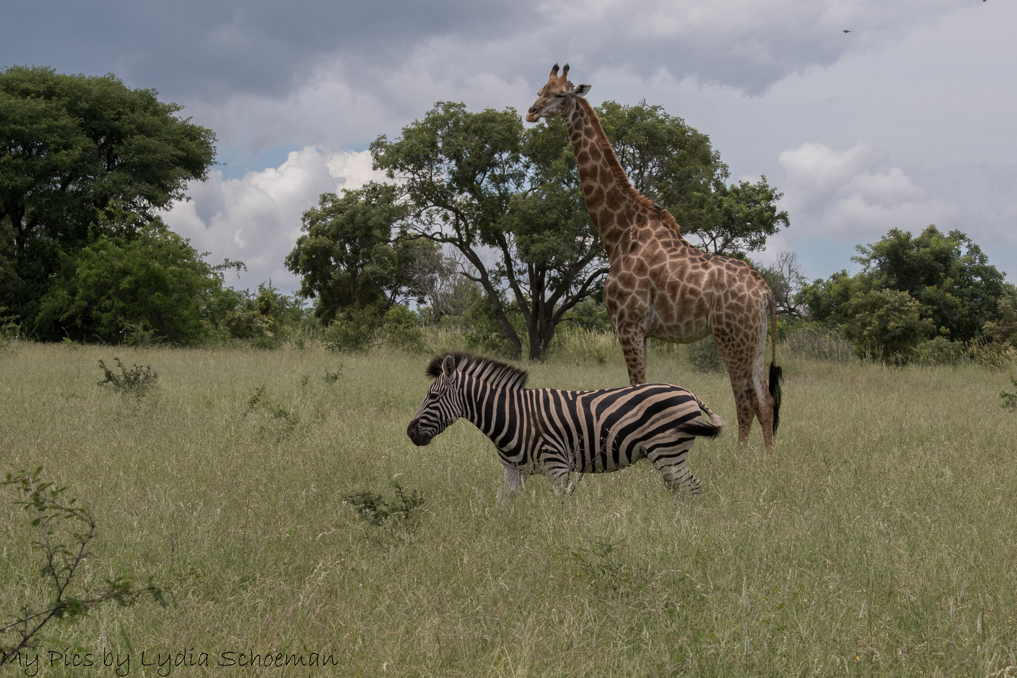 Canon EF-S 55-250mm F4-5.6 IS II sample photo. Zebra & giraffe photography