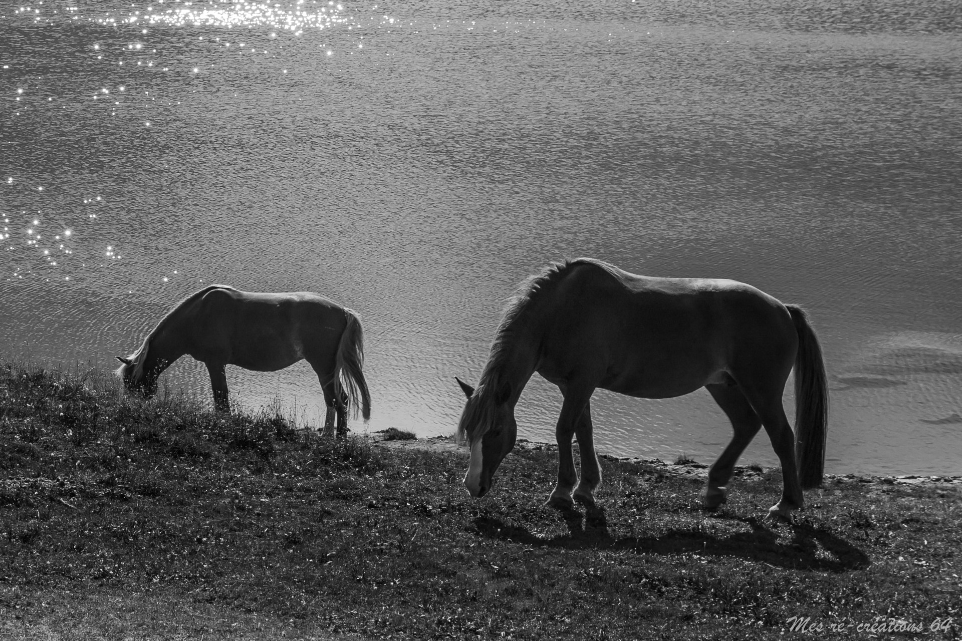 Canon EF-S 17-55mm F2.8 IS USM sample photo. Les chevaux au bord du lac photography