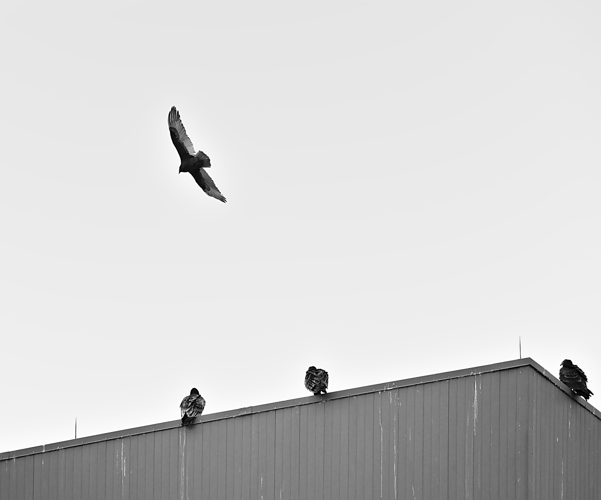 Canon EF-S 55-250mm F4-5.6 IS STM sample photo. Birds of prey over mount holly photography