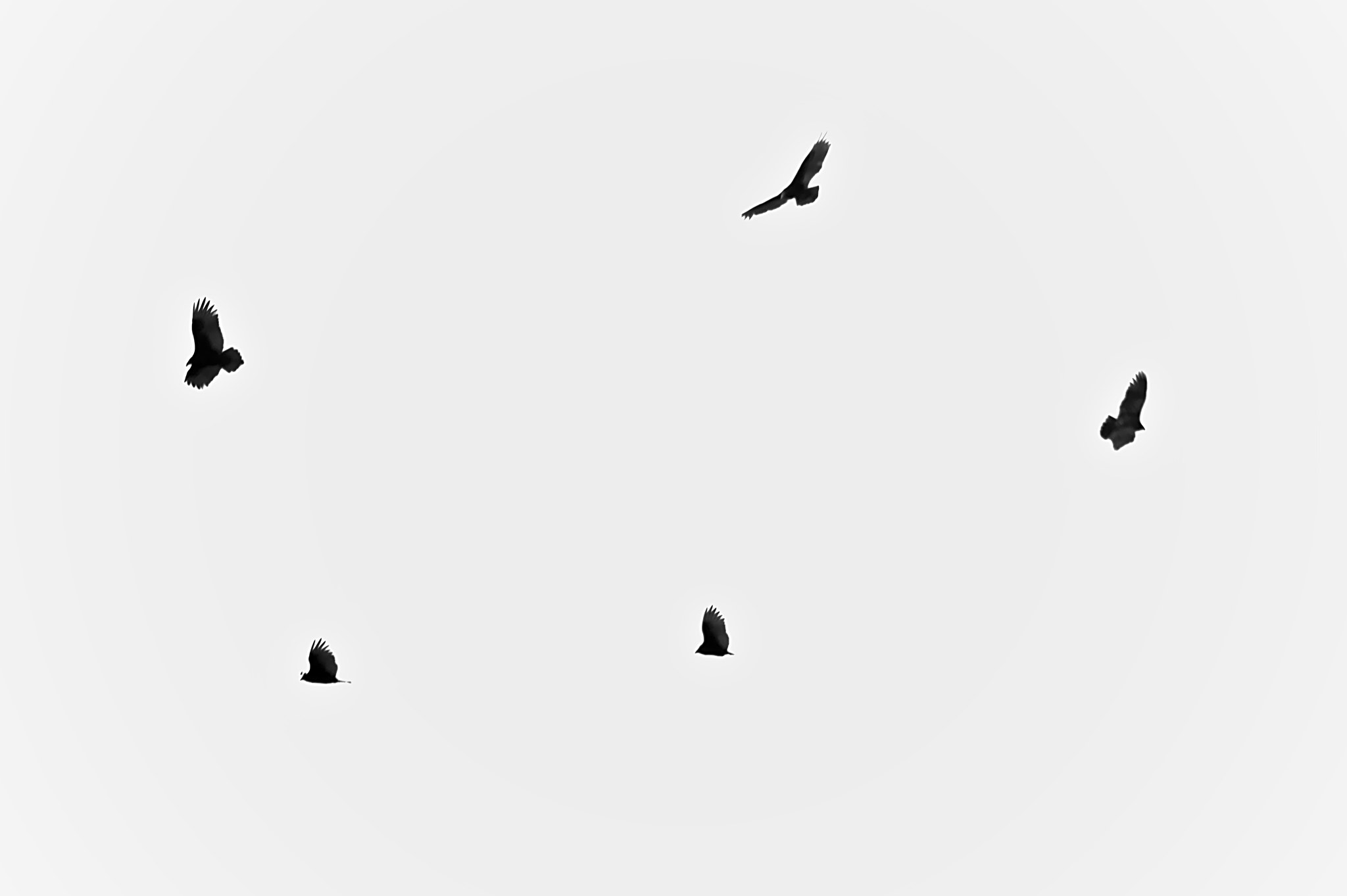 Canon EF-S 55-250mm F4-5.6 IS STM sample photo. Birds of prey over mount holly photography