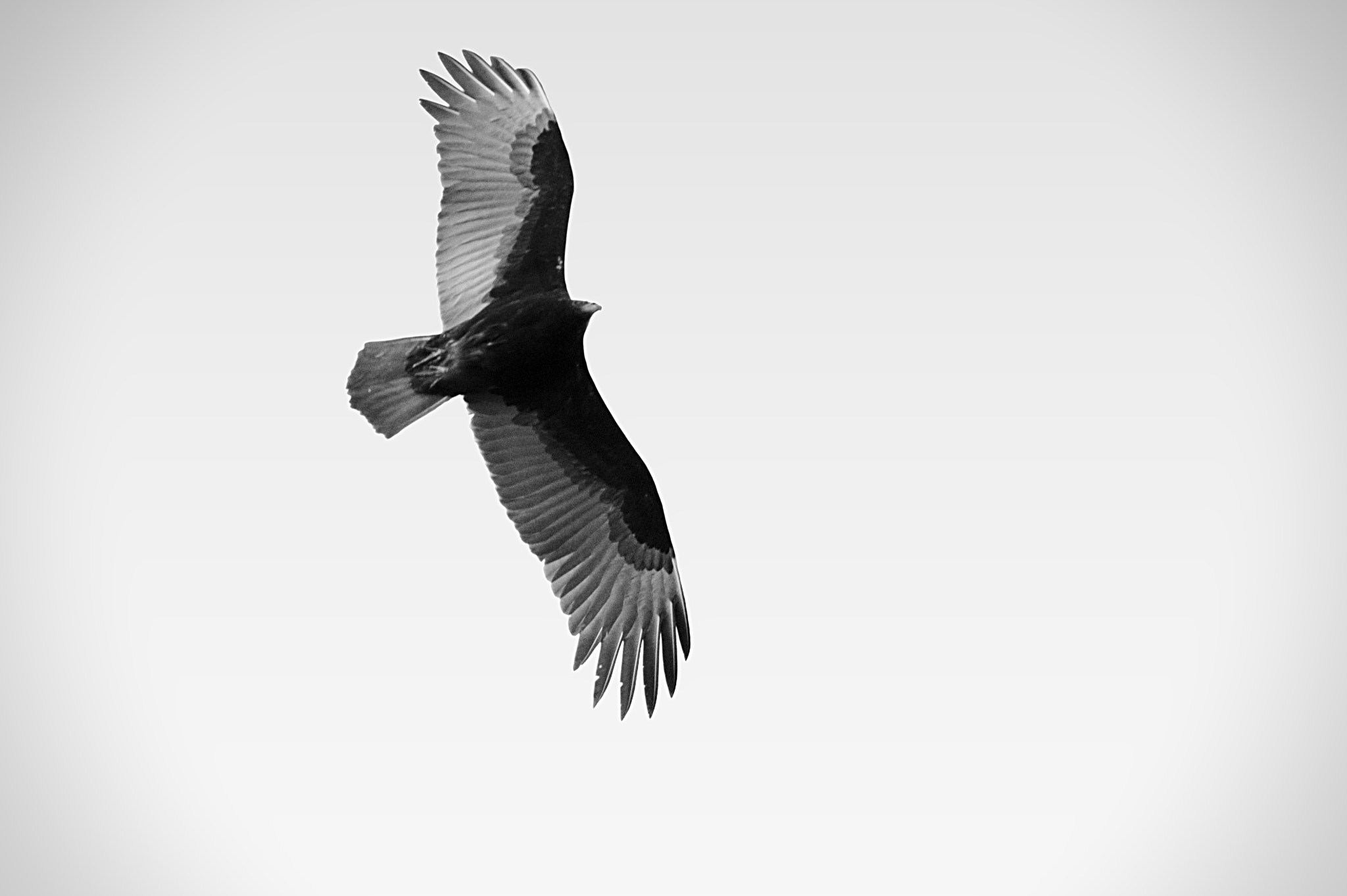 Canon EF-S 55-250mm F4-5.6 IS STM sample photo. Birds of prey over mount holly photography