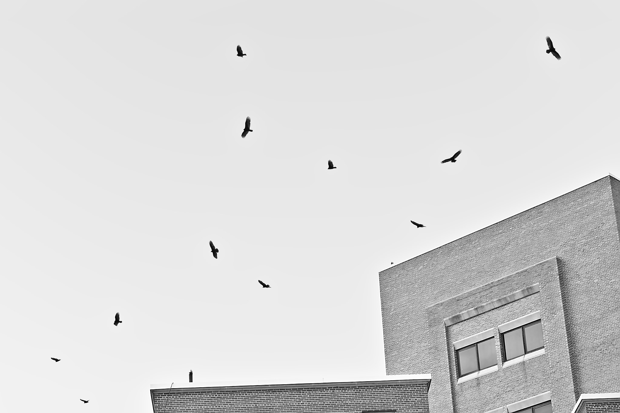 Canon EF-S 55-250mm F4-5.6 IS STM sample photo. Birds of prey over mount holly photography