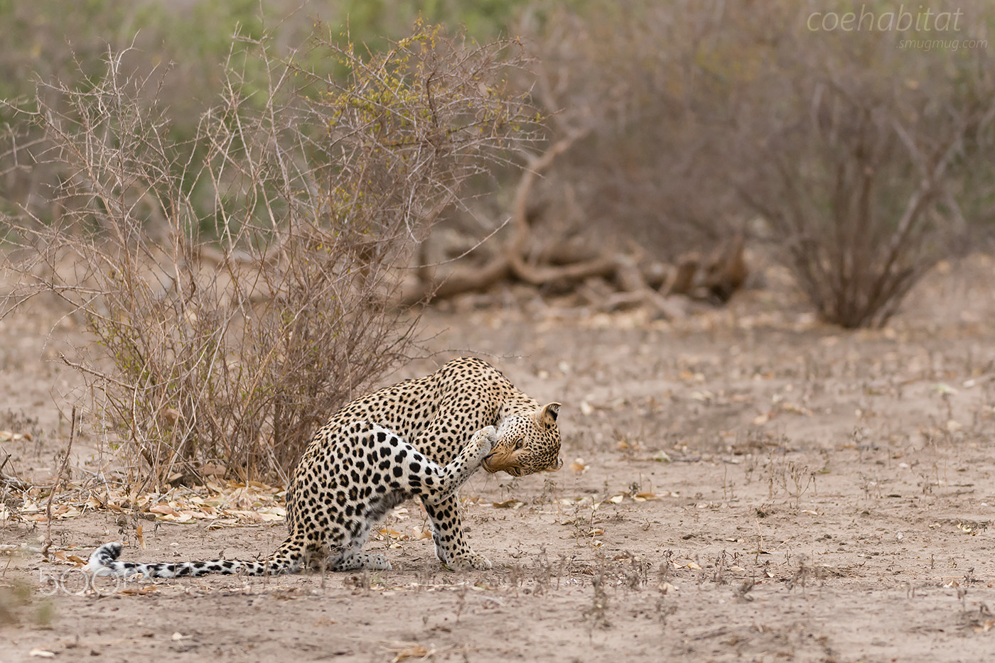 Nikon D800 + Nikon AF-S Nikkor 200-400mm F4G ED-IF VR sample photo. Leopard with a thorn photography