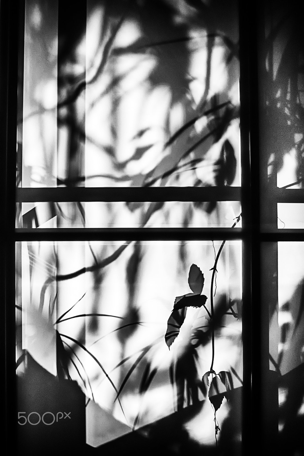 OLYMPUS M.14-150mm F4.0-5.6 II sample photo. Meantime, behind the curtains photography