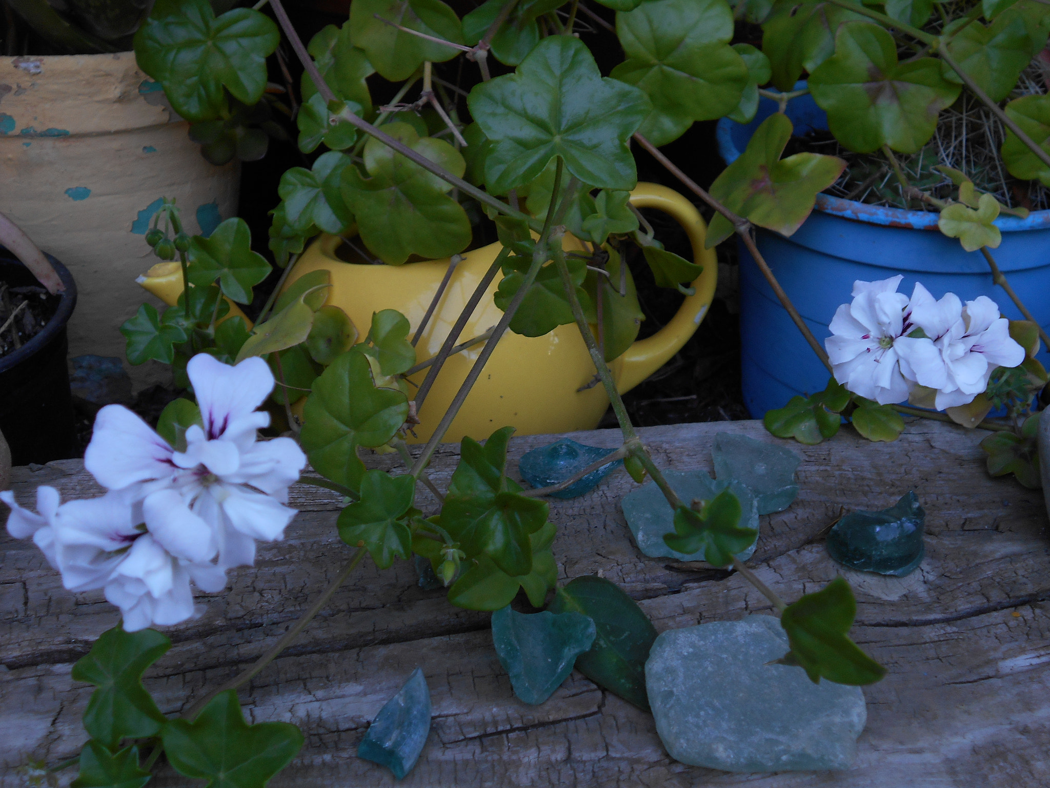 Nikon COOLPIX S2800 sample photo. Geraniums photography