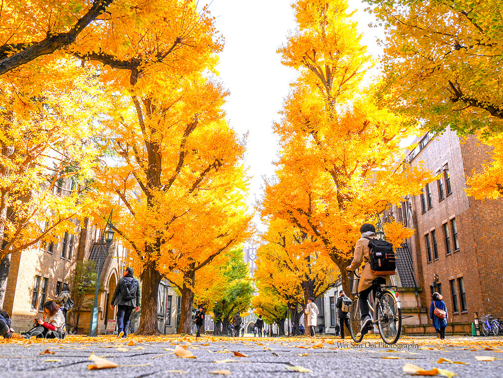 Panasonic Lumix DMC-GX7 sample photo. University of tokyo 03 photography