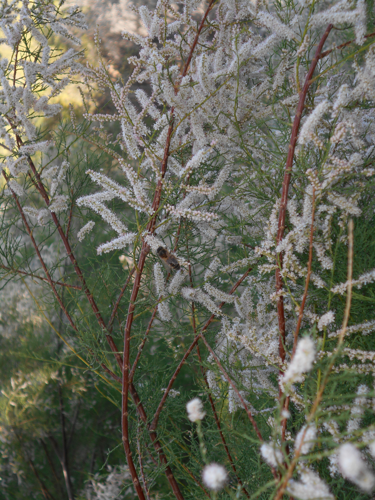 Nikon COOLPIX S2800 sample photo. Tamarisk with bee photography