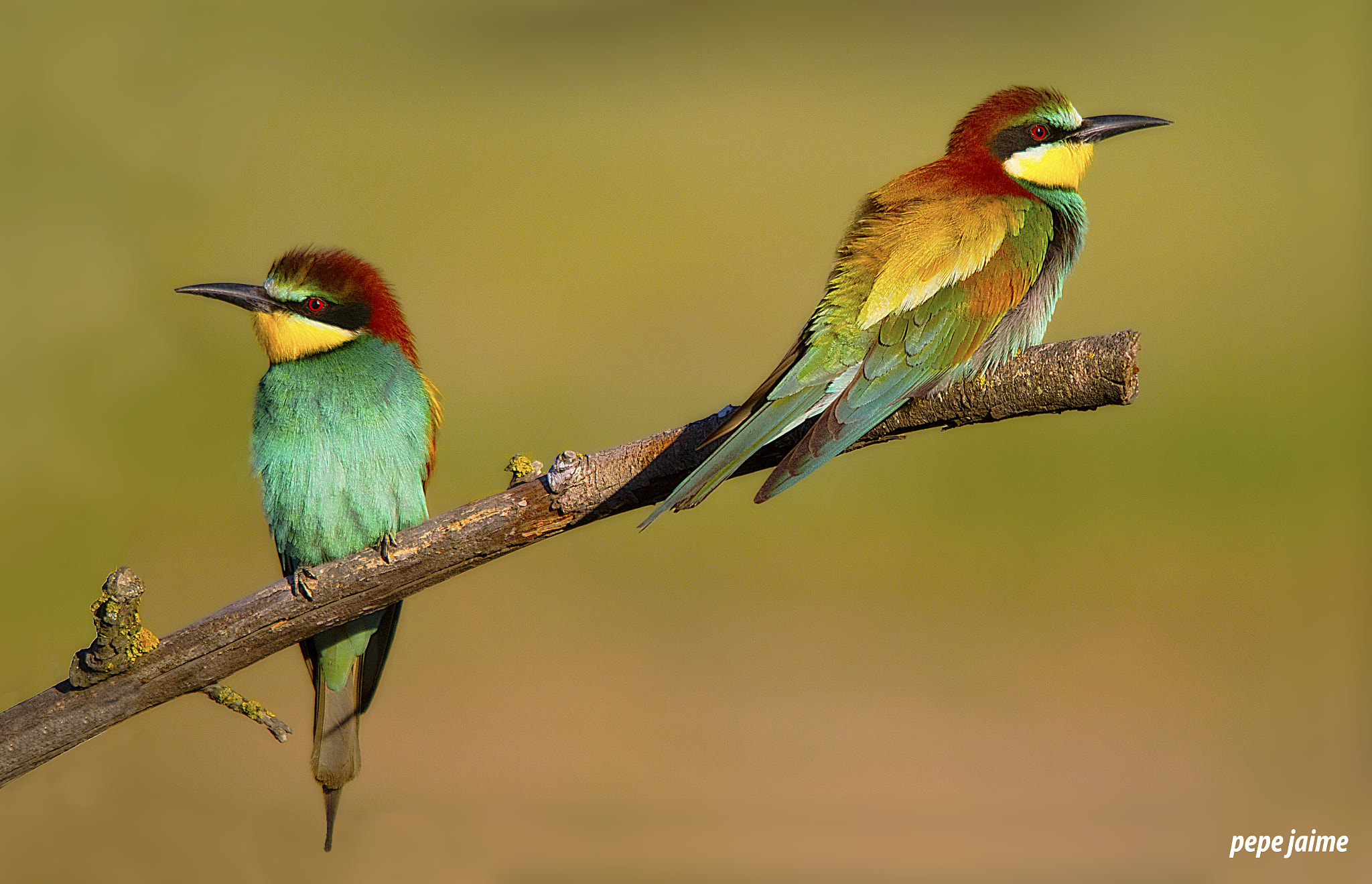 Sigma 150-500mm F5-6.3 DG OS HSM sample photo. Pereja de abejarucos photography
