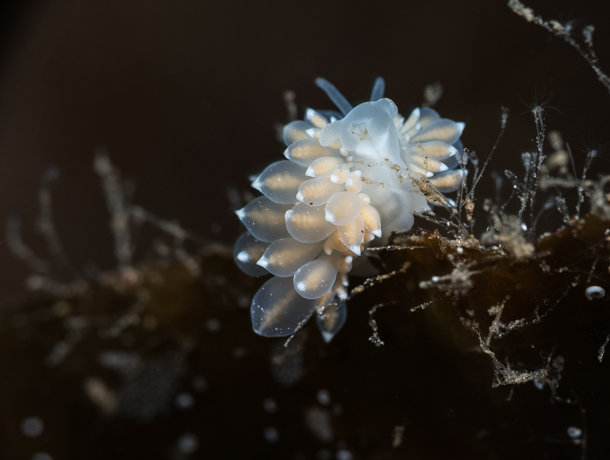 Nikon AF Micro-Nikkor 60mm F2.8D sample photo. A bubbeling eubranchus farrani eating photography