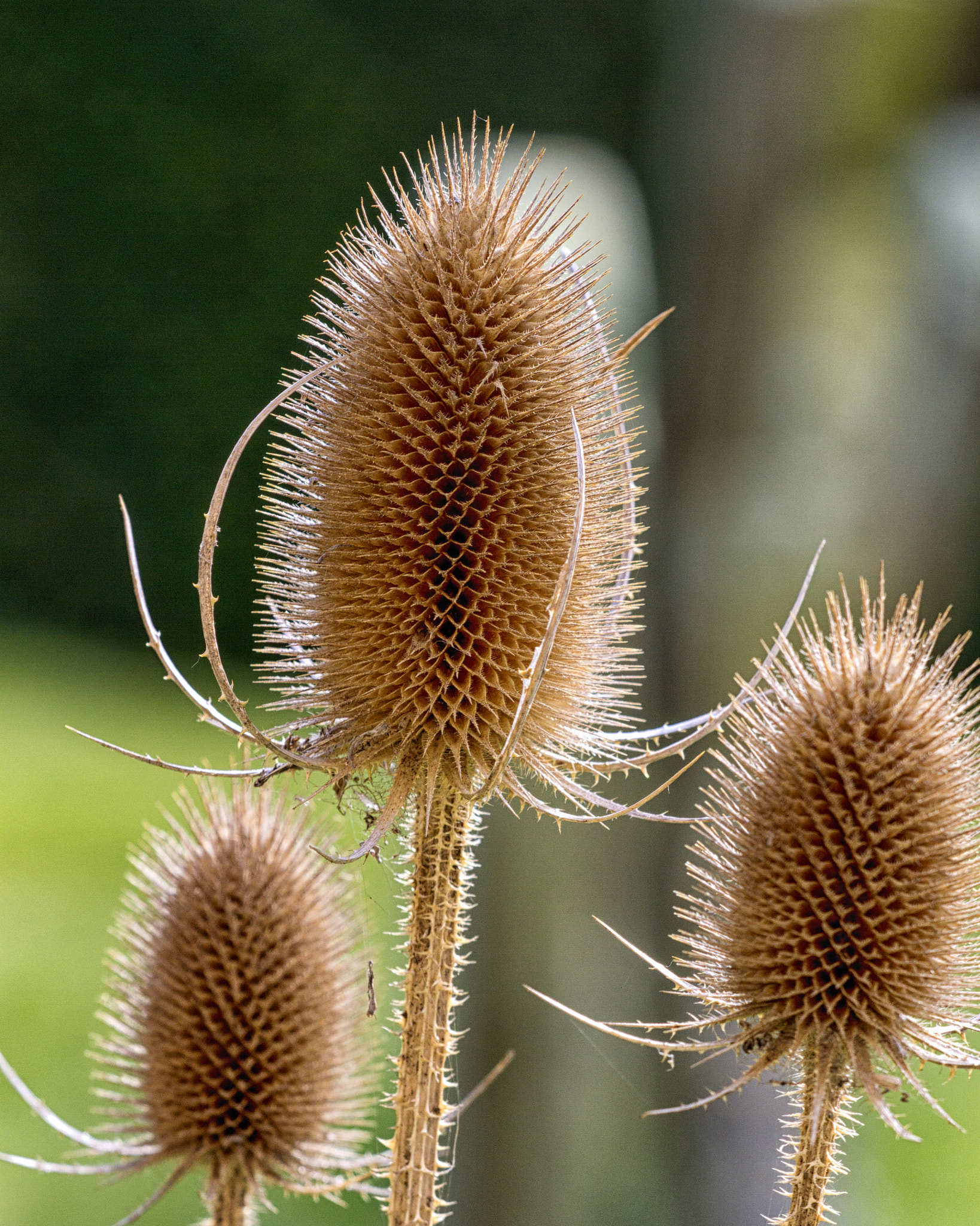 Sigma APO Macro 150mm f/2.8 EX DG HSM sample photo. Winter thistle heads photography
