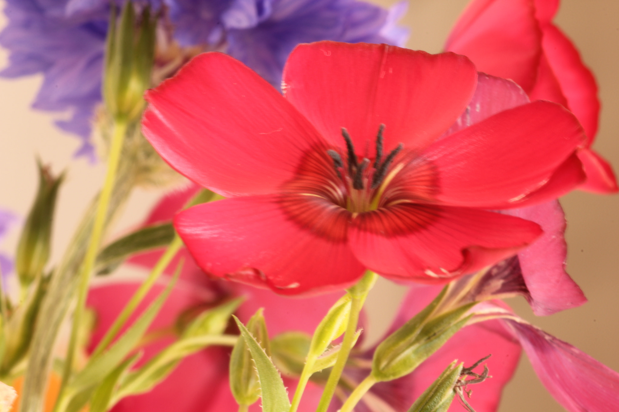 Sigma 70-300mm F4-5.6 APO DG Macro sample photo. Img photography