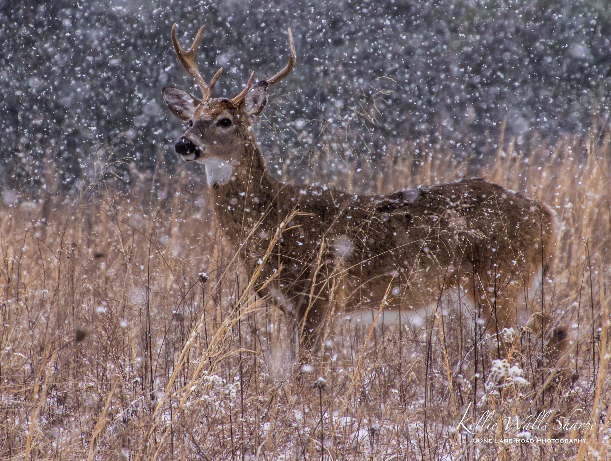 Canon EOS 600D (Rebel EOS T3i / EOS Kiss X5) sample photo. Snow buck cades cove february photography