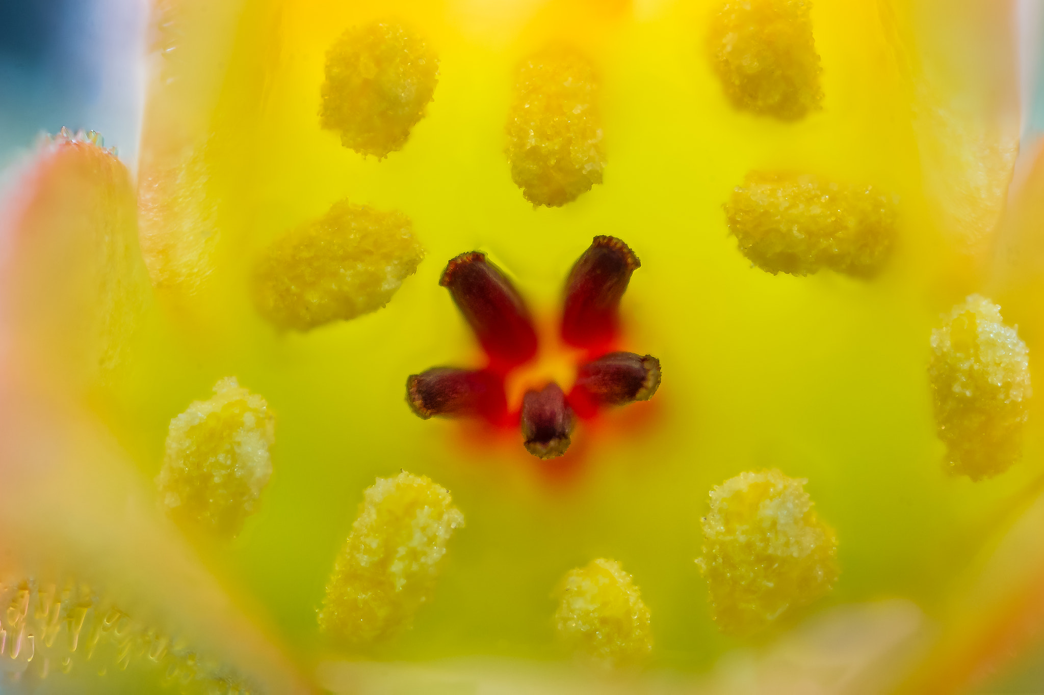 Canon MP-E 65mm F2.5 1-5x Macro Photo sample photo. "mexican firecracker" photography