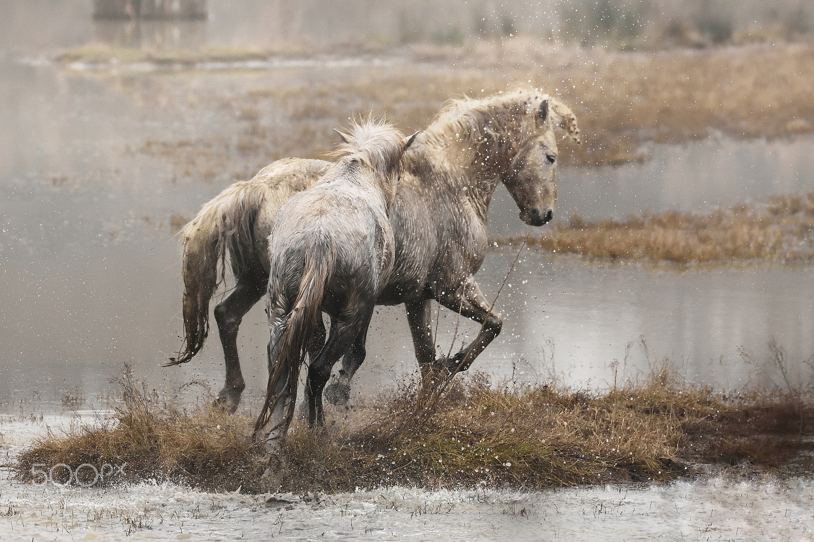 Sigma 150-600mm F5-6.3 DG OS HSM | S sample photo. Art lover photography