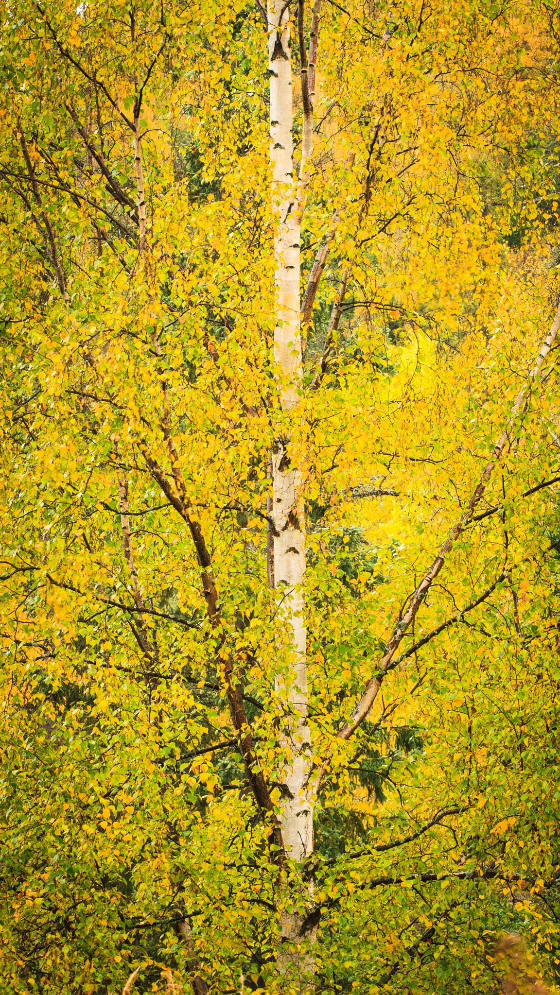 Canon EOS 30D + Canon EF 70-200mm F4L USM sample photo. White birch in fall dress photography