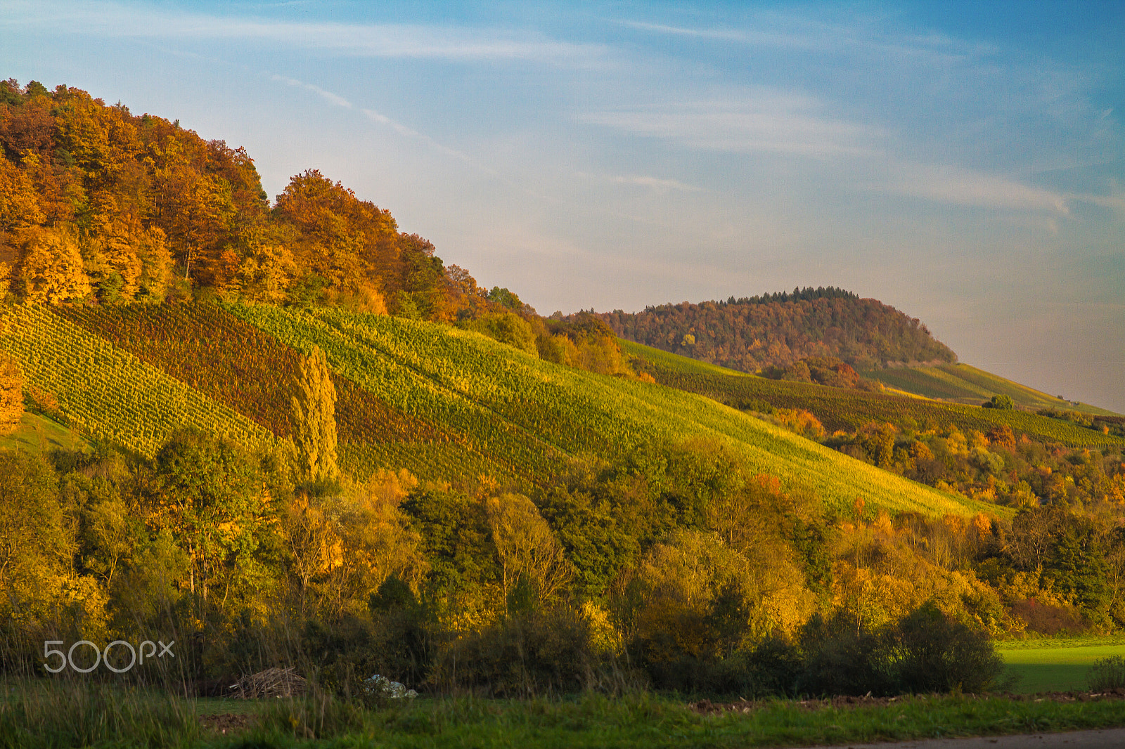 Canon EOS 7D + Sigma 24-70mm F2.8 EX DG Macro sample photo. Vineyard photography