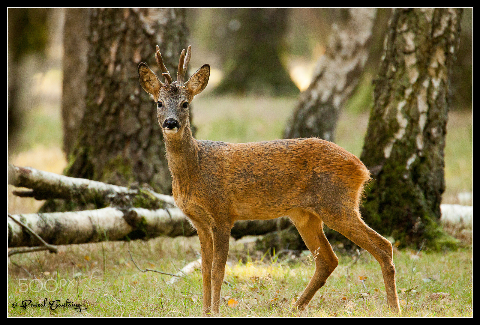 Canon EOS 50D + Tamron SP 150-600mm F5-6.3 Di VC USD sample photo. Deer photography