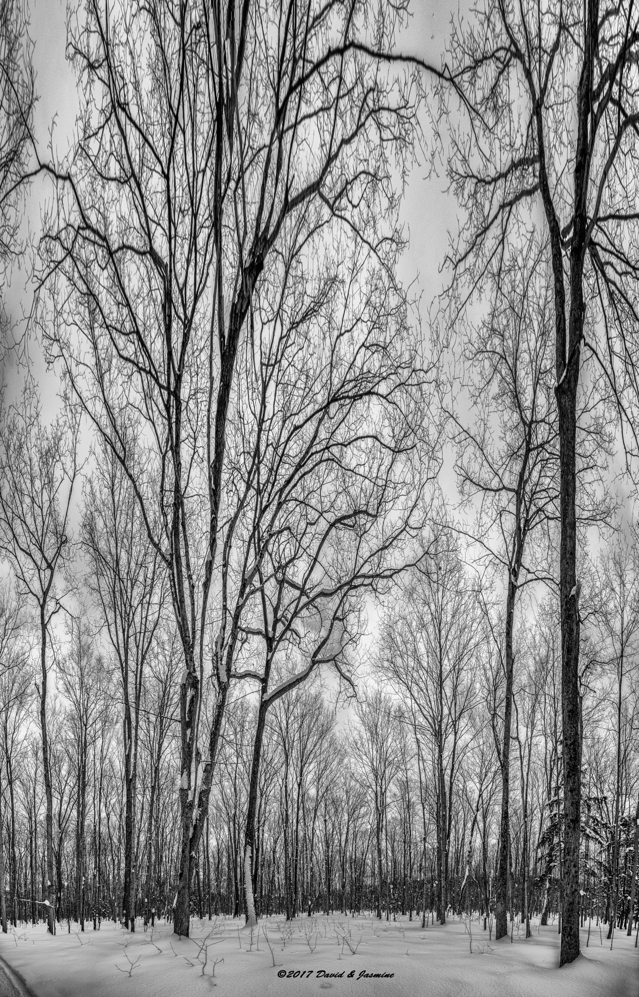 Canon EF 16-35mm F2.8L III USM sample photo. Winter forest.  photography