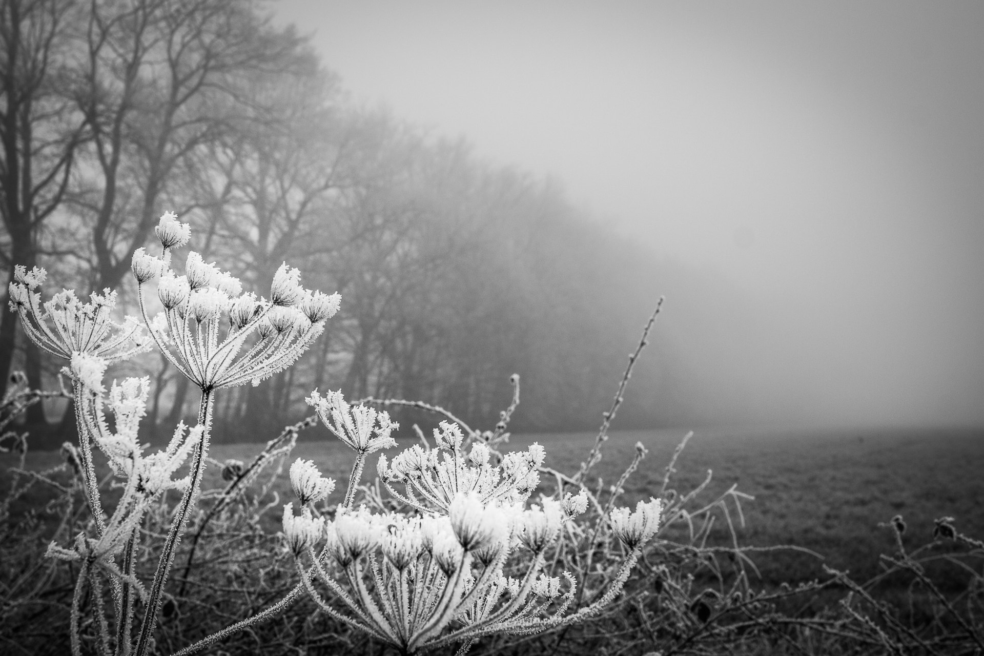 Canon EF-S 24mm F2.8 STM sample photo. Foggy winter photography